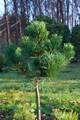 Pinus nigra Nana IMG_2853 Sosna czarna